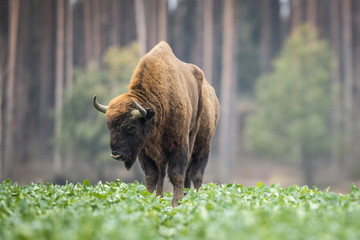 European bison - Bison bonasus in the Knyszyn Forest (Poland) © szczepank