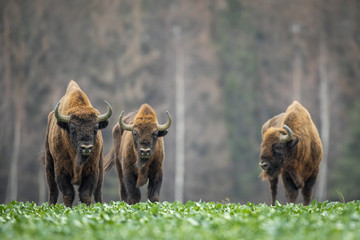 European bison - Bison bonasus in the Knyszyn Forest (Poland) © szczepank