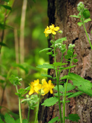 yellow flowers in the garden