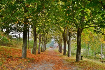 Naklejka premium autumn in the park