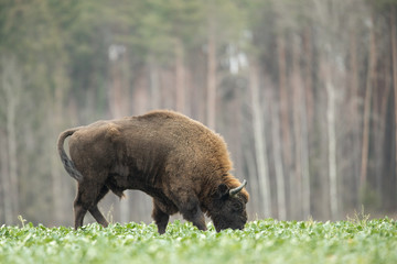 European bison - Bison bonasus in the Knyszyn Forest (Poland)