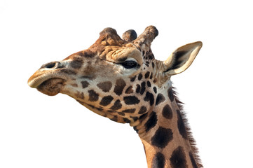 Giraffe (Giraffa camelopardalis), close up of head against white background