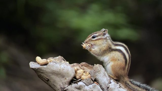 A cute squirrel is chewing a peanut on a trunk with the natural background; depth of field