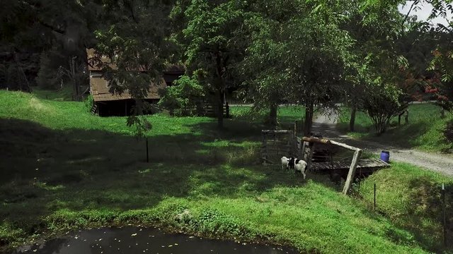 4K  drone pulling back revealing a duck pond with goats grazing nearby