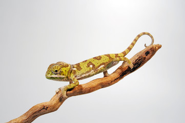 Flap-necked chameleon / Lappenchamäleon (Chamaeleo dilepis) - Jungtier © bennytrapp