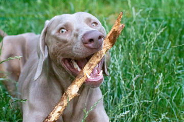 weimaraner vorstehhund playing with stick