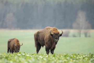 Foto op Plexiglas Europese bizon - Bison bonasus in het Knyszyn-woud (Polen) © szczepank