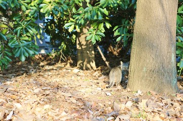 冬の公園　振り返る猫　キジトラ　