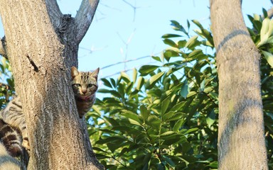 いい眺め　木のぼり猫　キジトラ　冬
