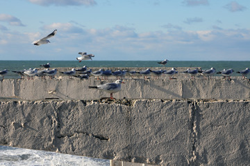 birds on rock