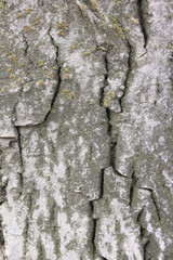 beautiful and very old bark