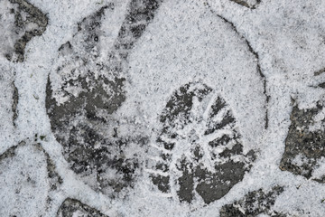 footprint in the snow on background