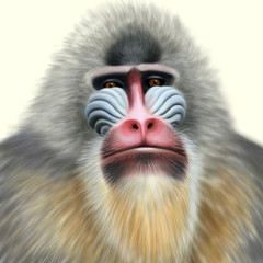 Mandrill