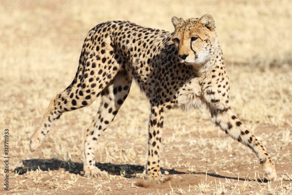 Poster Closeup shot of a cheetah springing into action