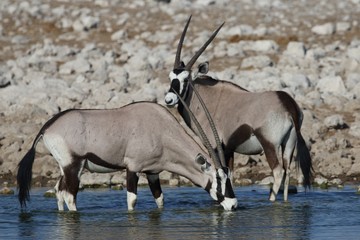 Closeup shot of two gemsboks drinking and standing in a waterhole in Namibia