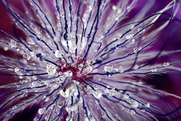 Purple Tentacles in Abstract Macro Flower Shot - 317712343
