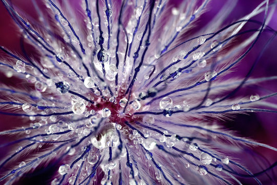 Purple Tentacles in Abstract Macro Flower Shot