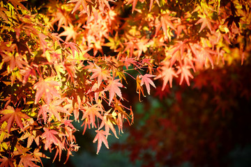 Red japanese maple leaves at autumn season at Koyasan in Wakayama, Japan