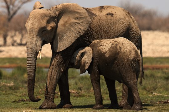 Beautiful closeup shot of a baby elephant cuddling with its mother