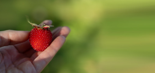 Obraz premium hand holding a ripe red Tibetan raspberry berry on a green background, isolated, banner, text space, concept