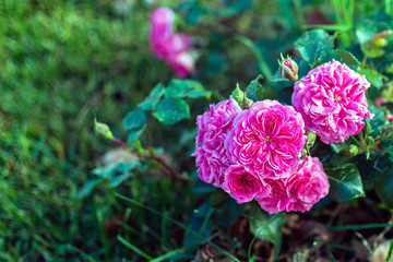 Fototapeta premium a few blooming tea rose flowers