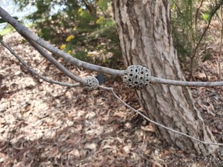 Bottlebrush seed capsules