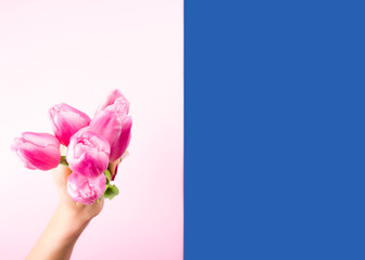 Female hand with red manicure holding beautiful tulips on pink and classic blue color of 2020 split duotone trendy backdrop. Festive flat lay mockup for greeting card or other projects