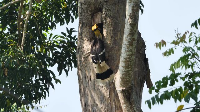 Close up Male Great hornbill (Buceros bicornis) feeding his chick and female in hole nest on the tree in the daytime at Khao Yai National Park Thailand Asia. Slow Motion