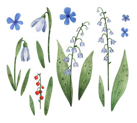 Fototapeta na wymiar Botanical set of spring flowers painted in watercolor. Hand-drawn may-lily and snowdrop. Botanical illustration for invitations, cards and diy projects.