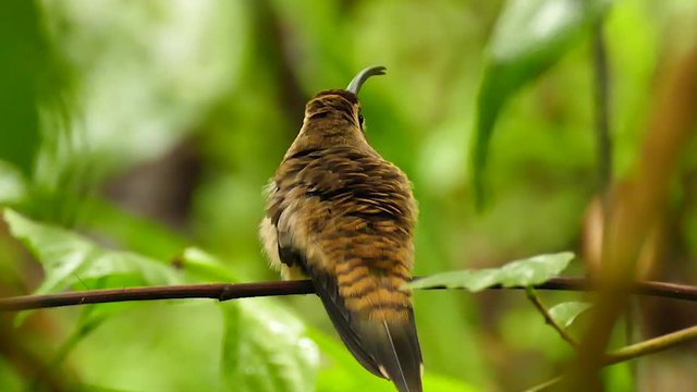Striking tiny bird with long tail in Panama perched on a branch in jungle