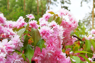 Sakura is blooming in park, close up. Pink flowers is growing in Japan. Landscaping and decoration in springtime season.