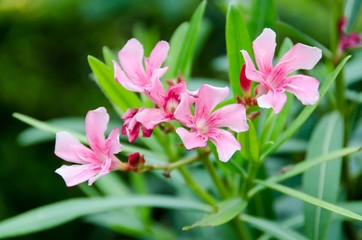Obraz na płótnie Canvas pink flower in the garden in daytime