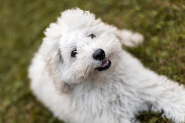 Portrait of a white Poodle puppy