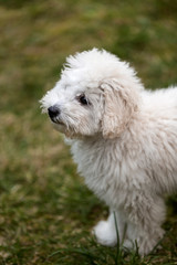 Portrait of a white Poodle puppy