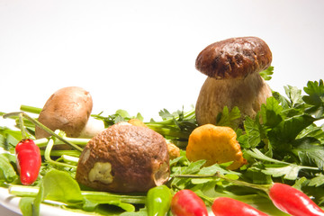 steinpilz