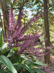 pink flowers in garden