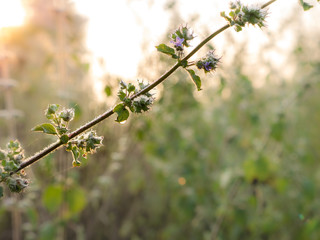 Dew Drops Perched on The Weeds Fields