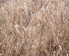 background of dry grass, reeds near the river