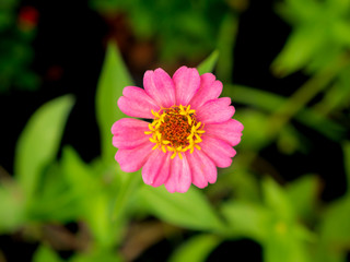 Pink Zinnia Flower Blooming in The Center