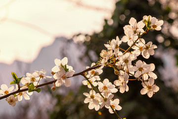 white flower on a background of mountains,spring