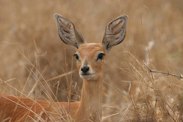 Steenbok