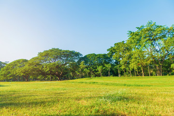 Green lawn and many tropical tree in public park with blue sky with sunshine in the morning, The park is the resting place of the people in the city.