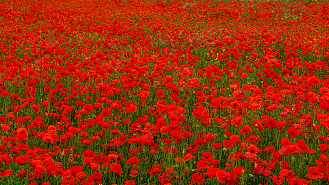 Rolling Poppy Fields in Flanders WW1 world war 1 battlefield rememberance panoramic banner background image