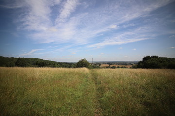 Fields in summer