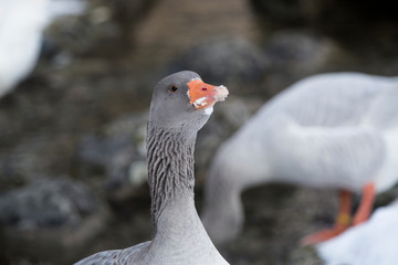 Portrait of a grey goose in wintertime outdoors