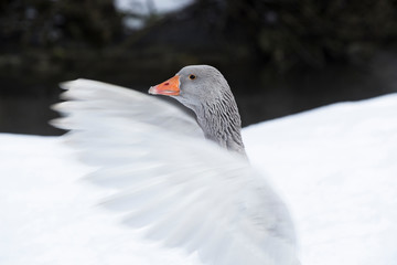 Portrait of a grey goose in wintertime outdoors