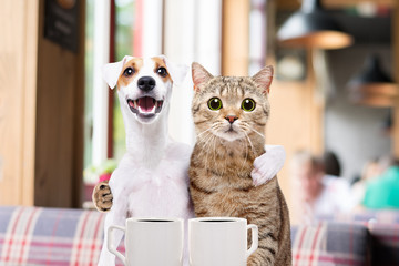 Cute dog and cat sitting embracing over a cup of coffee in a cafe