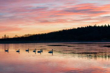 white swans at sunrise under colorful sky