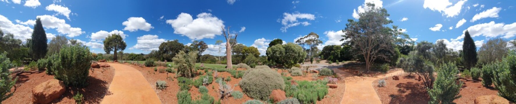 Panorama of garden with Bottle Tree
