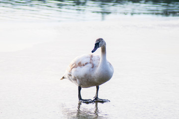 white swans on an autumn lake on a sunny day